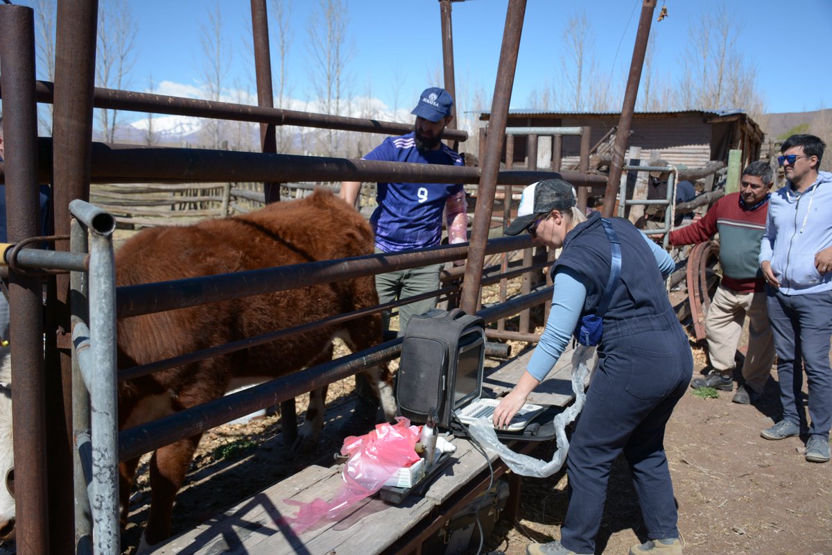 AnaFranchi3's tweet photo. Estuvimos en #Uspallata junto a investigadores/as del Instituto de Medicina y Biología Experimental de Cuyo, autoridades del @CONICETMendoza y profesionales del @INA_arg y la Sec. de Agricultura Familiar recorriendo los puestos de productores y productoras (sigue) https://t.co/S6BA6cTqUx