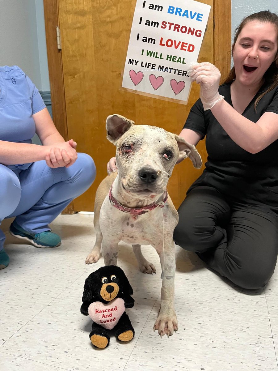 I am BRAVE
I am STRONG
I am LOVED
I will heal!
Strayrescue.org/Jessie