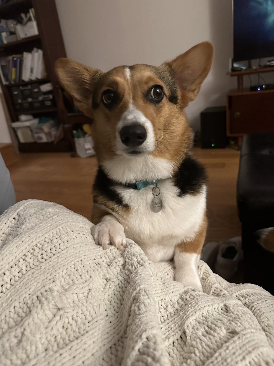 Corgi Lover (@corgi_doglover) on Twitter photo 