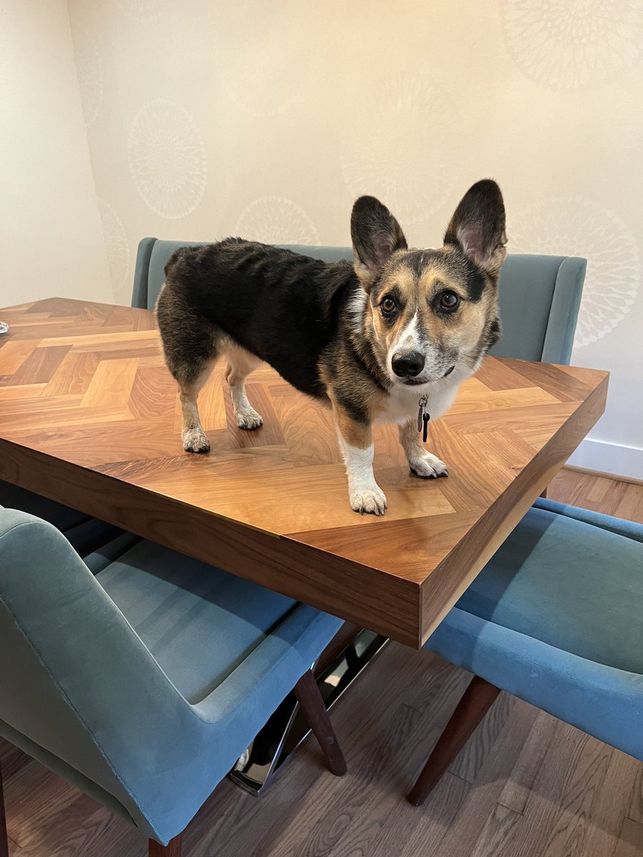 Corgi Lover (@corgi_doglover) on Twitter photo 