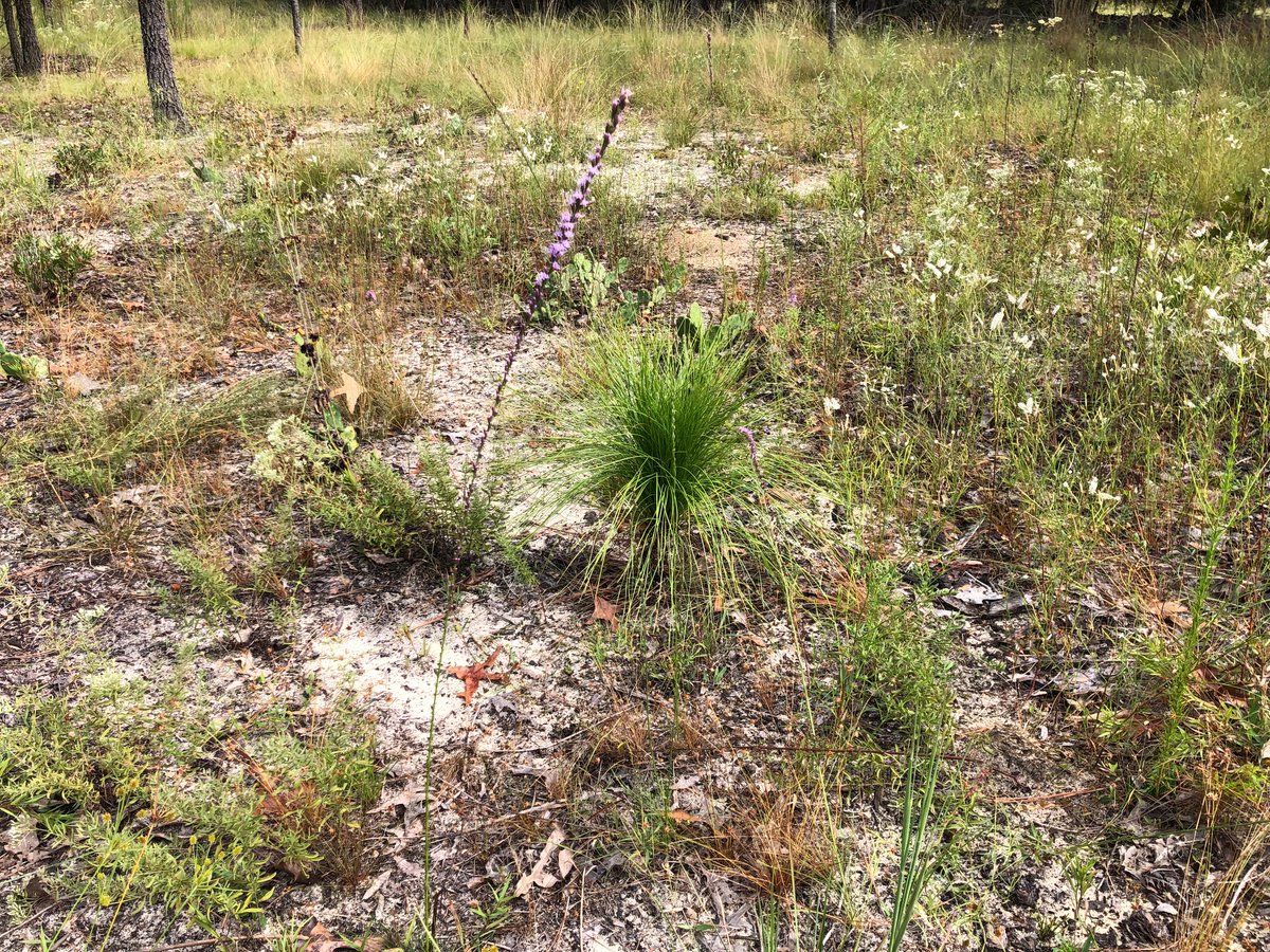 I reintroduced regular fire to this #sandhill a few years ago (last burned late March 2023). It is now blooming, literally and figuratively. I'll post some of the individual #wildflowers later. #prescribedfire #goodfire