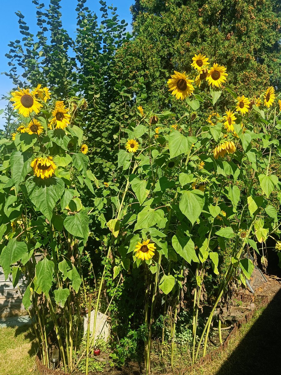 IndieJones17's tweet photo. When I put the seeds in spring I thought when they all bloom Ukraine will be free from #RussiaIsATerroristState I am still hoping it won't take long and 🙏 https://t.co/ZR9vzFfhav
