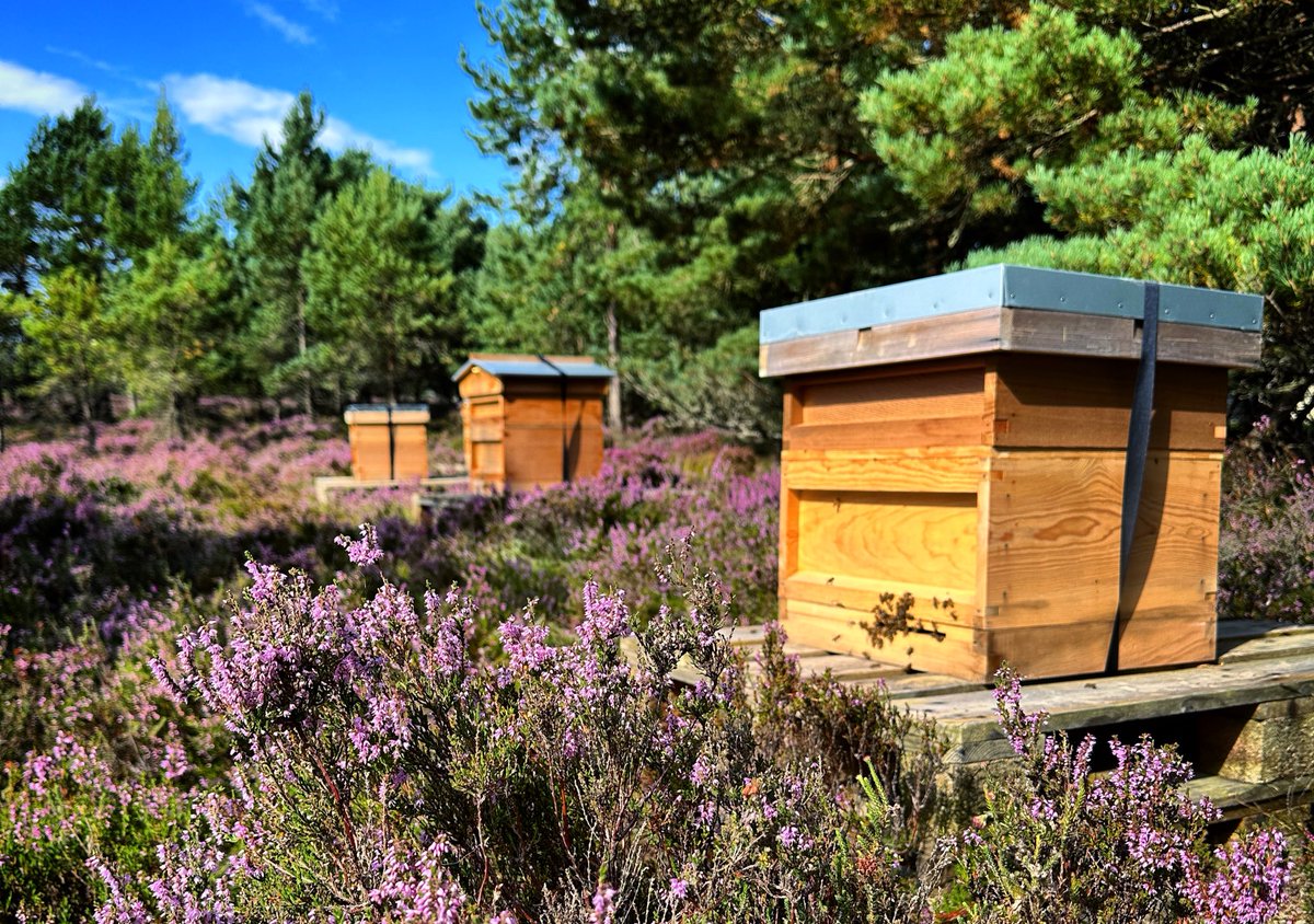 Foxes Croft tweet media