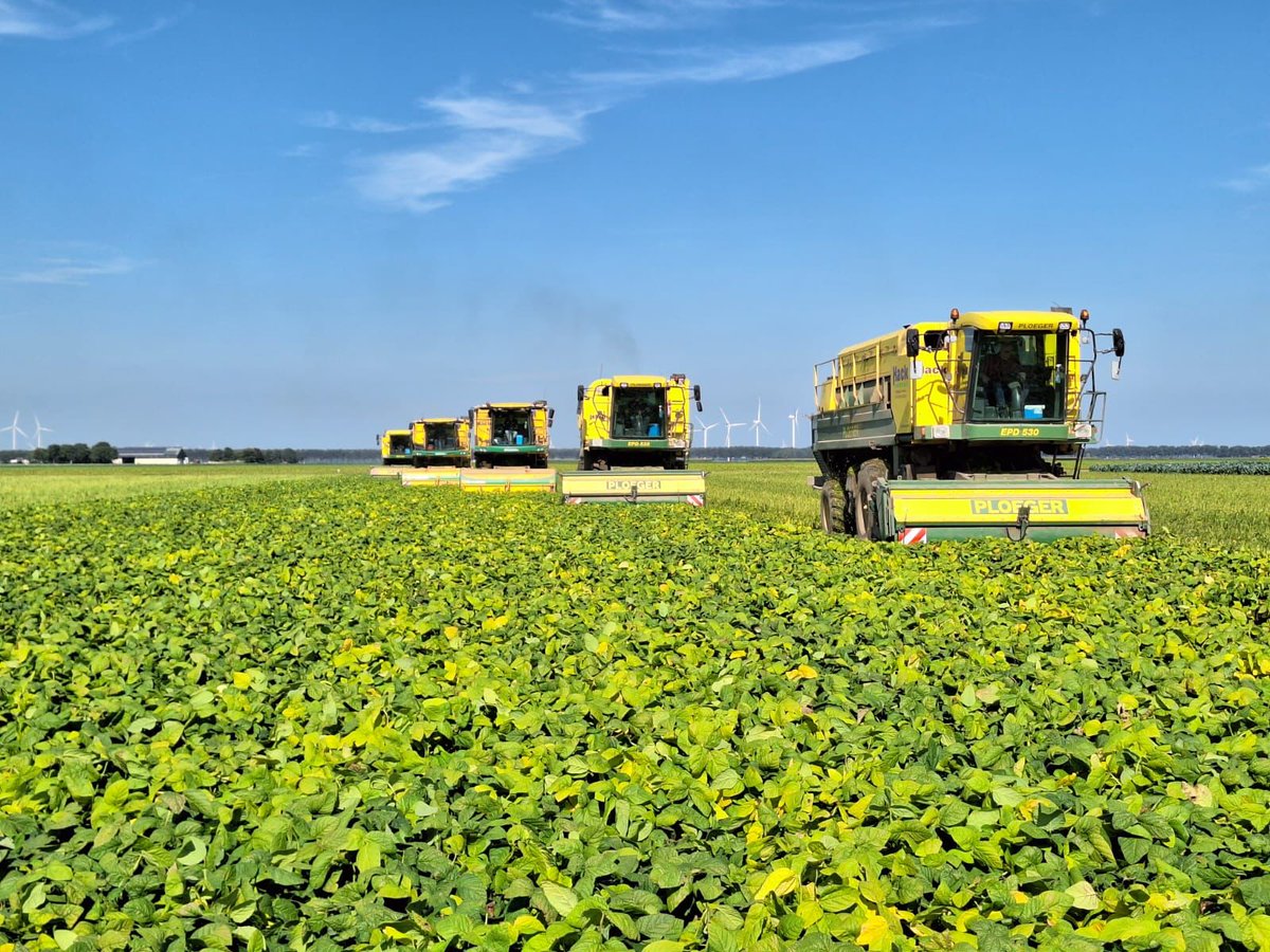 herder_c's tweet photo. Niet het makkelijkste eiwitgewas maar wel een mooie aanvulling in het bouwplan: Edamamebonen. #cereshortiadvice ondersteund het telersinitiatief #FieldFreshGrowers uit #Flevoland met #bio teeltadvies in de teelt van dit nieuwe gewas. https://t.co/Df2ar6NbPx