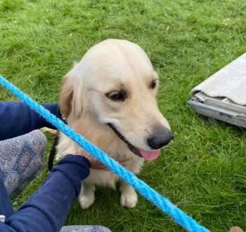 millypod1's tweet photo. π16 SEPT 2023 #Lost WILLOW #ScanMe #Tagged
YOUNG Golden Retriever Female
#ClocaenogForest #BodPetryal #Wales #LL21
near #Ruthin #Denbighshire
https://t.co/BqtehtL09d https://t.co/58rXrDNUKM