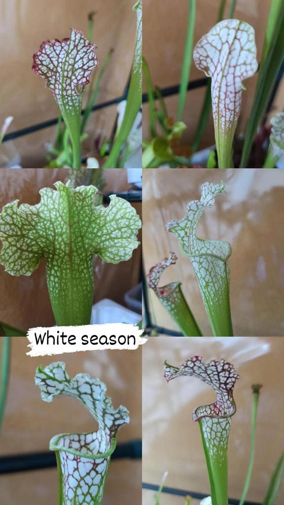 Leuco season #piantecarnivore #sarracenia