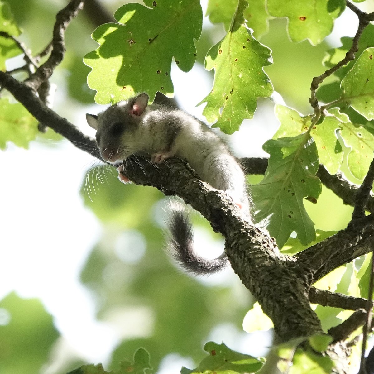 XaviArag's tweet image. Avui hem après un munt sobre el #lirogris, hem conegut la important tasca del #ProjecteLiro, hem revisat caixes-niu i hem tingut premi!! Gràcies @ProjecteLiro!!