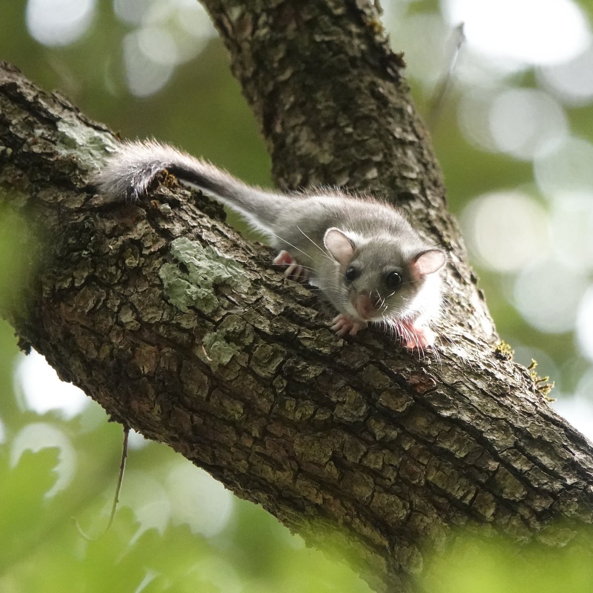 XaviArag's tweet image. Avui hem après un munt sobre el #lirogris, hem conegut la important tasca del #ProjecteLiro, hem revisat caixes-niu i hem tingut premi!! Gràcies @ProjecteLiro!!
