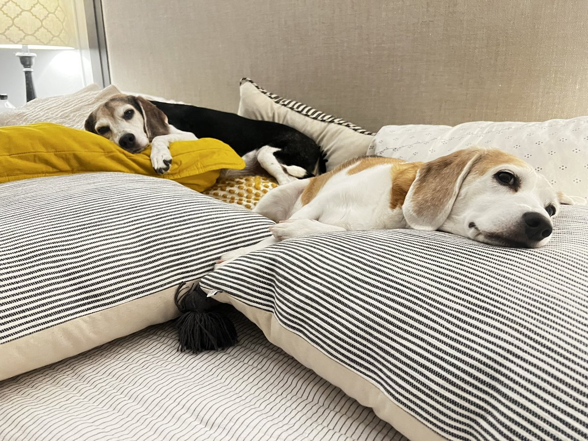2Beagles1Mutt's tweet photo. The snuggle is real. ❤️🐶🥰 #BeaglesofTwitter #beagle #SundayMorning https://t.co/fFxDSWjg9W