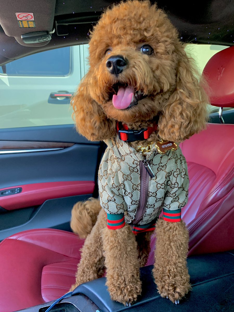 shehawaiin's tweet photo. Goyard 🐾🥺 🎉 https://t.co/w2YIkCL0SQ