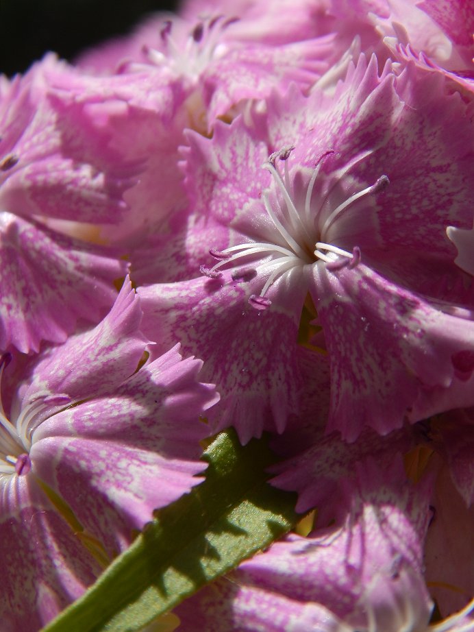 Astrandy's tweet photo. Le Bel Été 2023 - 40
#Oeillets #NatureBeauty #NaturePhotography #flowerphotography #summer #FlowersOfTwitter #NatureBeauty #naturelovers #macrophotography #macrophile https://t.co/BxhMrin5Me