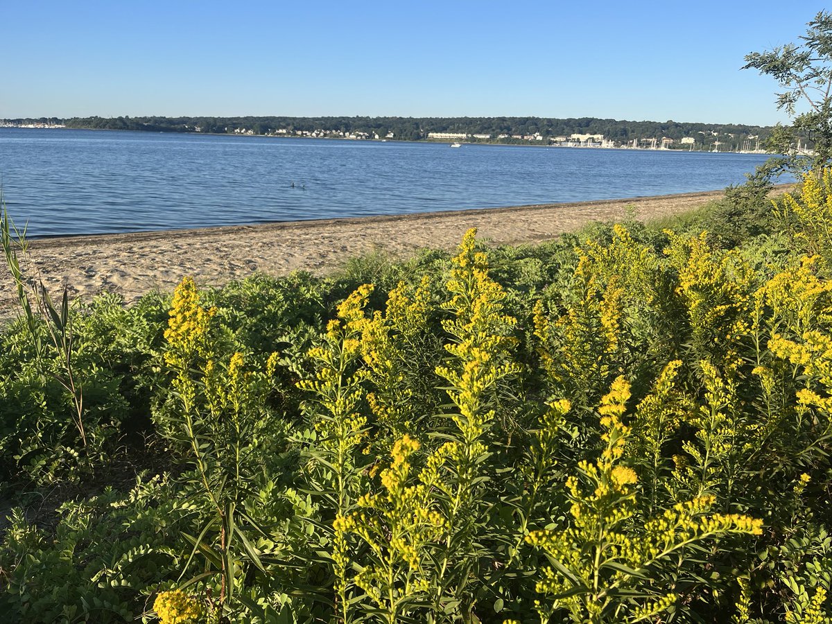 chrislb104's tweet photo. Morning monarch and seaside goldenrod…deer and coyote tracks. #buttonwoodsbeach https://t.co/HsXRmD1JDe