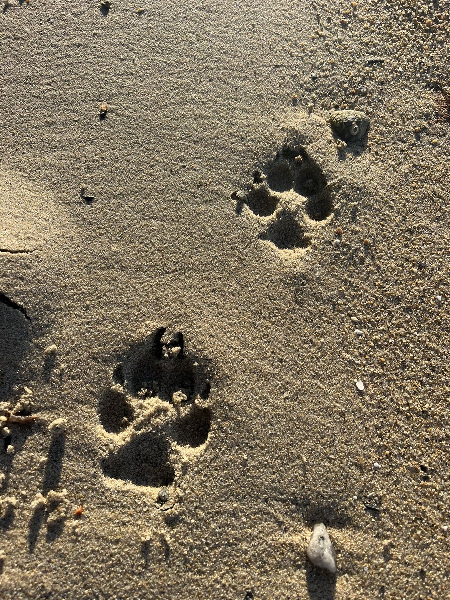 chrislb104's tweet photo. Morning monarch and seaside goldenrod…deer and coyote tracks. #buttonwoodsbeach https://t.co/HsXRmD1JDe