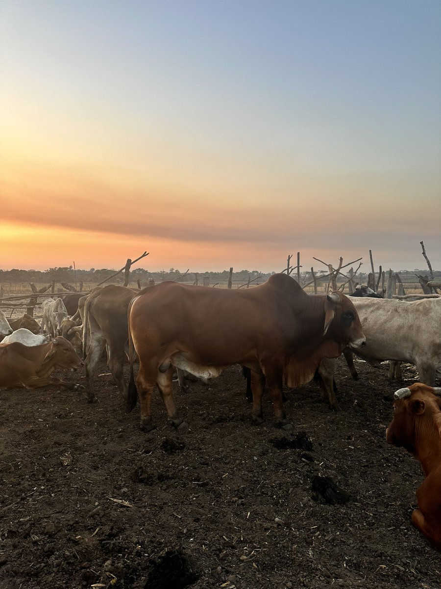 Pachidiwa 3K pabhuru iro tikamuti this looks like beefmaster but ine chimutsipa cheBrahman so haisi pure breed,tazomusira 2 k.I didn’t know kuti mabhuru anonetsa kuwana zvakadaro 🙌🙌