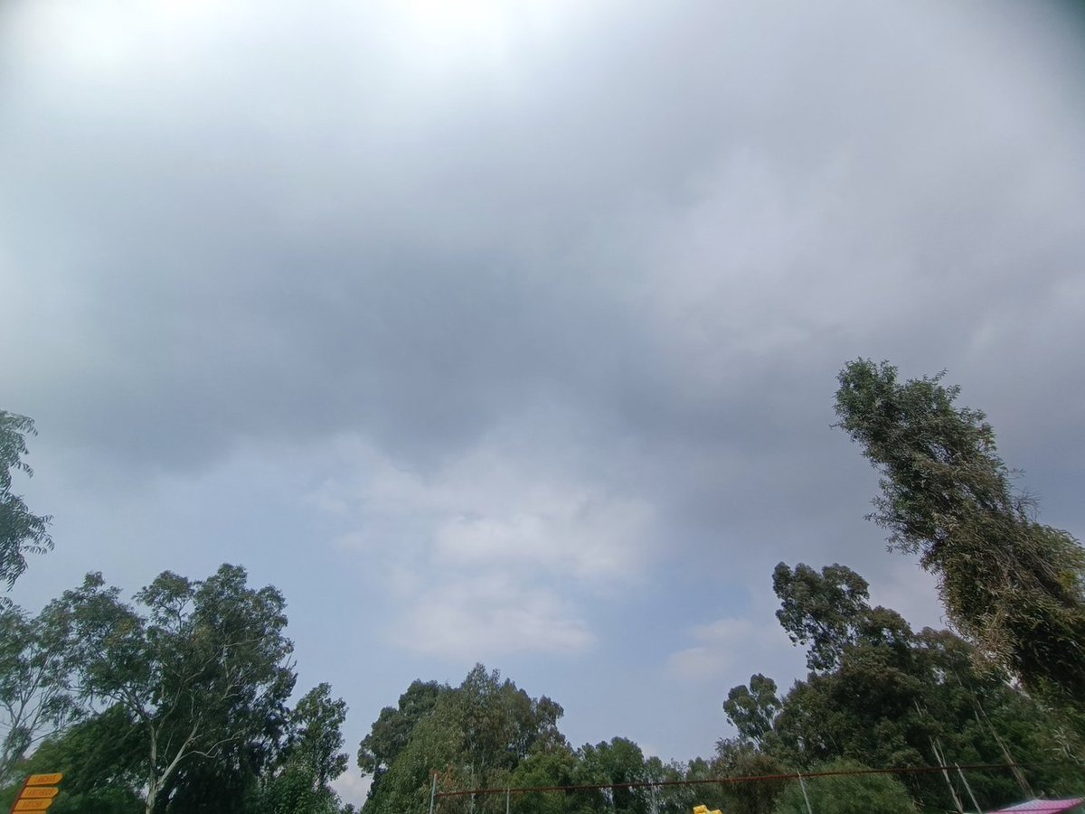 TaquitoDTuetano's tweet photo. De visita en Cuemanco y nos recibe así, Ns y Cu cubriendo todo el cielo. Lucen con poco desarrollo vertical así que no creo que llueva. También una plantita qué me encontré en el camino jiji https://t.co/IgoGOPS5rV