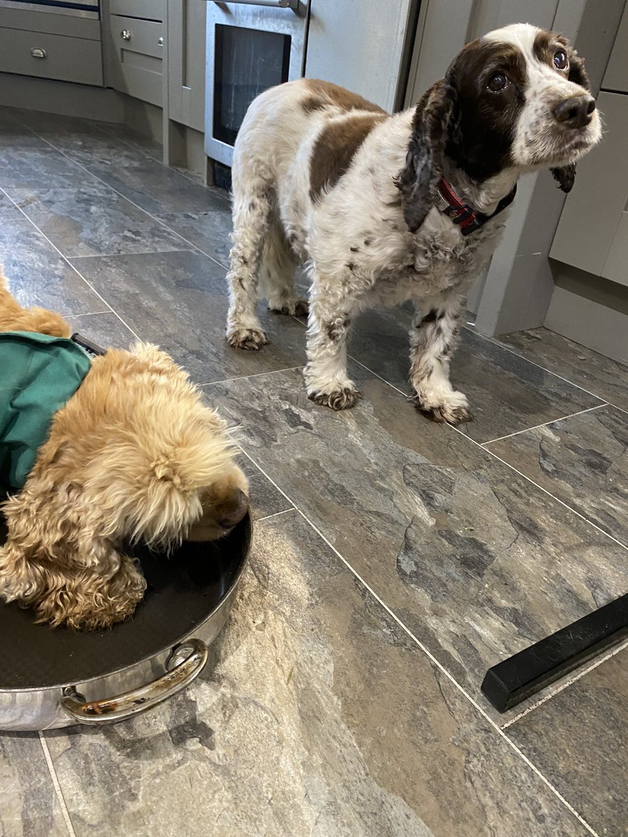 SpanielsSuper's tweet photo. Mo finished with the mince & dumpling pan 👍
I got a turn with it 😀
It was all gone 🤬
She was soooooo smug
#ItsSoNotFair
#MeanMo
#PoorIsky
#DogsOfTwitter
#MinceAndDumplings https://t.co/S7eu8Q20zD