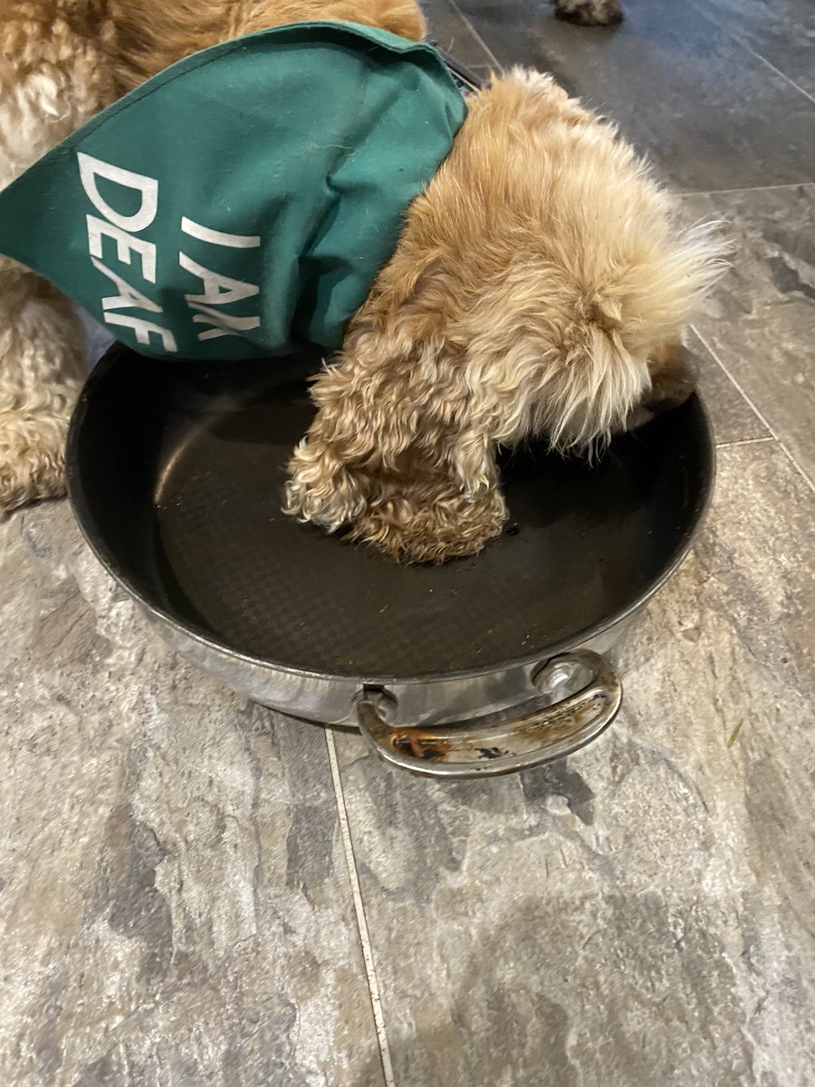 SpanielsSuper's tweet photo. Mo finished with the mince & dumpling pan 👍
I got a turn with it 😀
It was all gone 🤬
She was soooooo smug
#ItsSoNotFair
#MeanMo
#PoorIsky
#DogsOfTwitter
#MinceAndDumplings https://t.co/S7eu8Q20zD