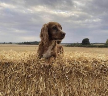 🆘15 SEPT 2023 #Lost MUM & DAUGHTER #PUPPY 2 Red Cocker Spaniel Females #ScanMe 
#Londesborough #York #YO42 
East Riding of Yorkshire #Yorkshire
doglost.co.uk/dog-blog.php?d…
doglost.co.uk/dog-blog.php?d…