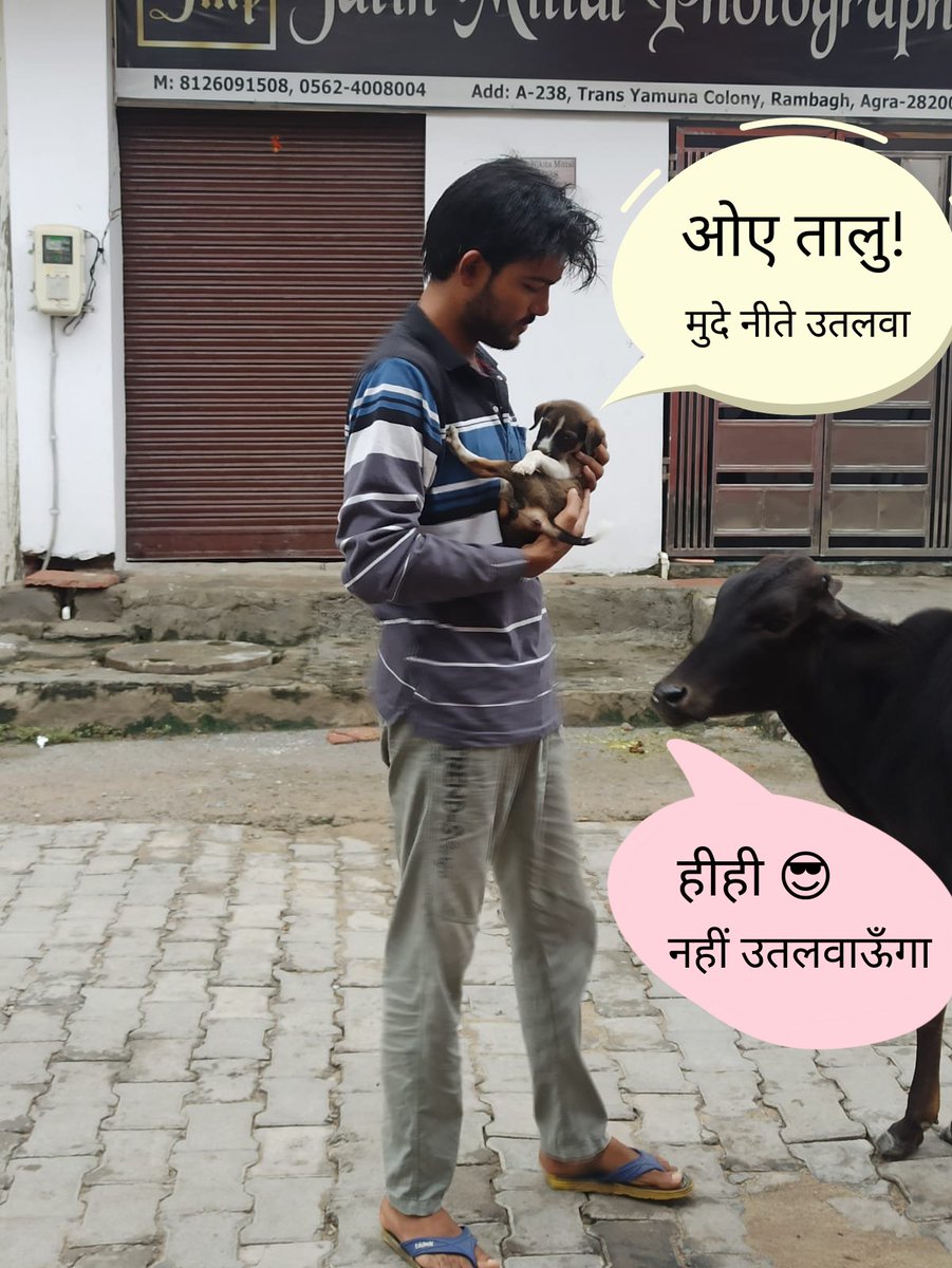 ARMITTAL's tweet photo. #animal #AnimalLovers #AnimalRights #cow #puppy #dogs #Hindus #hinduism #SanatanaDharma https://t.co/iUQSRiy0d4