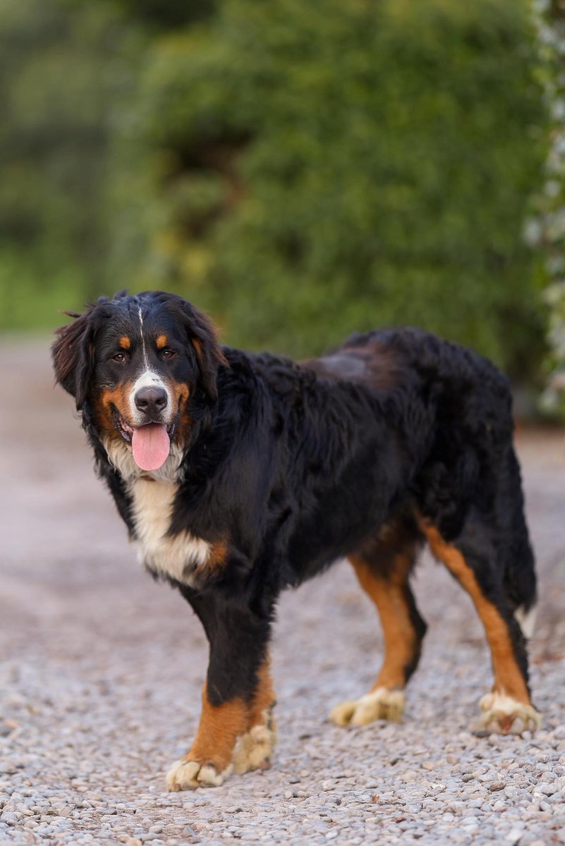 Tankardstown's tweet photo. Six months of Monty &amp; Milo on the Tankardstown Estate ❤️
And look how they've grown! Two mischievous pups, causing twice the mayhem &amp; twice the love.

Thanks for the recent photos @littlebearfilm 
#bernesemountaindogs #residentdogs #irishcountryhouse #dogfreindlyaccommodation https://t.co/hFNh6bHiNd