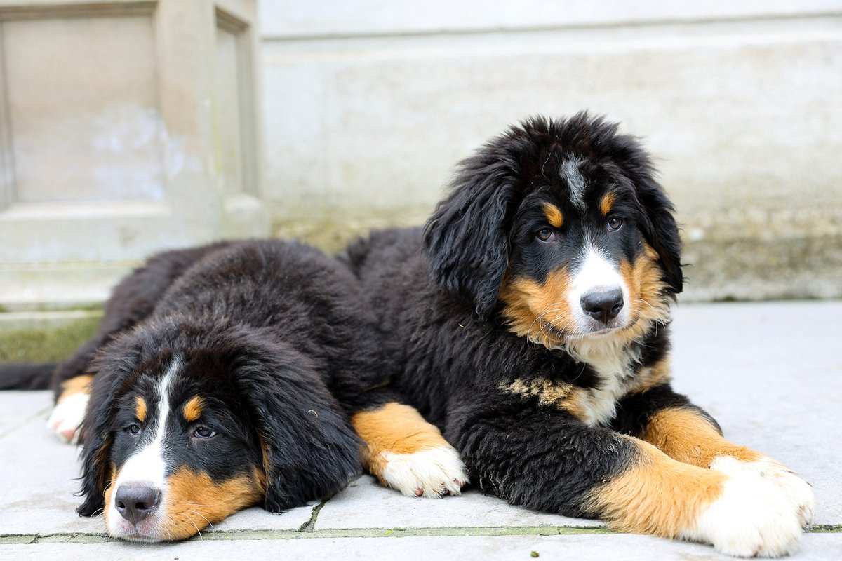 Tankardstown's tweet photo. Six months of Monty &amp; Milo on the Tankardstown Estate ❤️
And look how they've grown! Two mischievous pups, causing twice the mayhem &amp; twice the love.

Thanks for the recent photos @littlebearfilm 
#bernesemountaindogs #residentdogs #irishcountryhouse #dogfreindlyaccommodation https://t.co/hFNh6bHiNd
