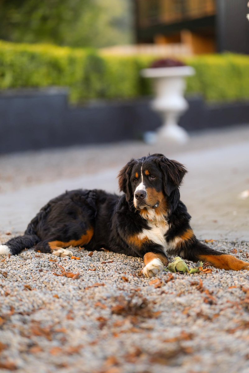 Tankardstown's tweet photo. Six months of Monty &amp; Milo on the Tankardstown Estate ❤️
And look how they've grown! Two mischievous pups, causing twice the mayhem &amp; twice the love.

Thanks for the recent photos @littlebearfilm 
#bernesemountaindogs #residentdogs #irishcountryhouse #dogfreindlyaccommodation https://t.co/hFNh6bHiNd