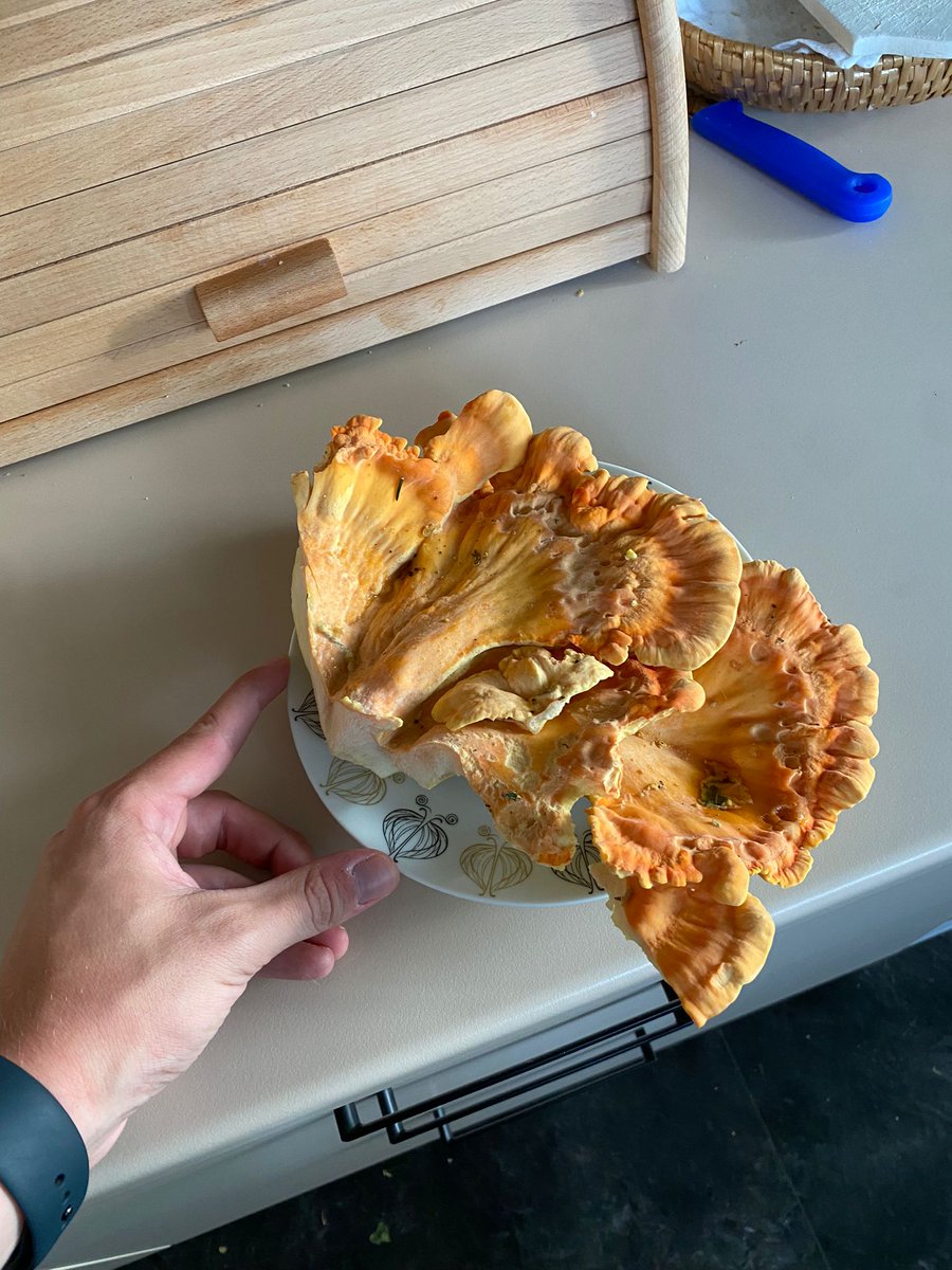 RadlAndrea's tweet photo. @gebirgsziege Chicken of the woods https://t.co/P8ZsUGjW1c