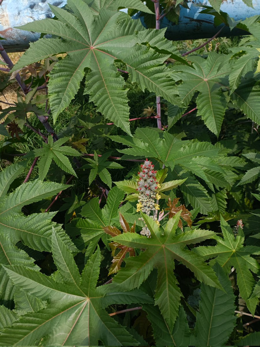 TaquitoDTuetano's tweet photo. De visita en Cuemanco y nos recibe así, Ns y Cu cubriendo todo el cielo. Lucen con poco desarrollo vertical así que no creo que llueva. También una plantita qué me encontré en el camino jiji https://t.co/IgoGOPS5rV