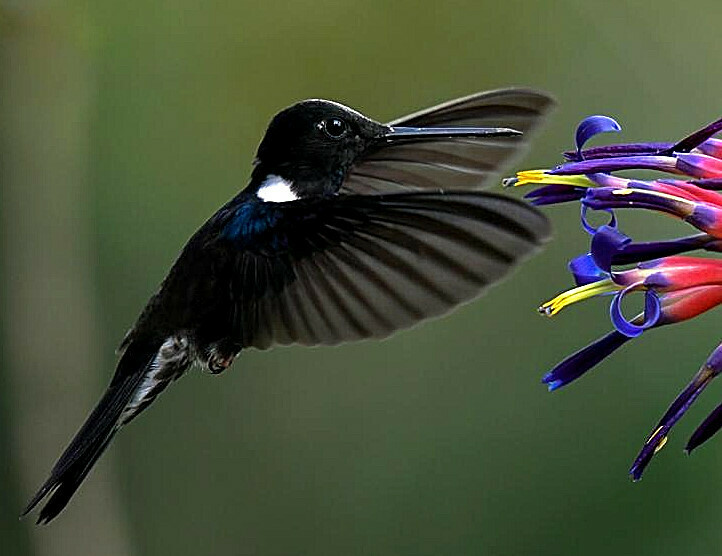 madague85's tweet photo. @RuraliaUrbana @biodiversoscol @biodiversitario @NicolasUrbinaC @hefzimedinao @RodrigoMutis @N_CastelblancoM Otra especie es el colibrí Inca Coeligena prunellei, endémico de esta zona de la cordillera Oriental https://t.co/O8FDhKRDEC