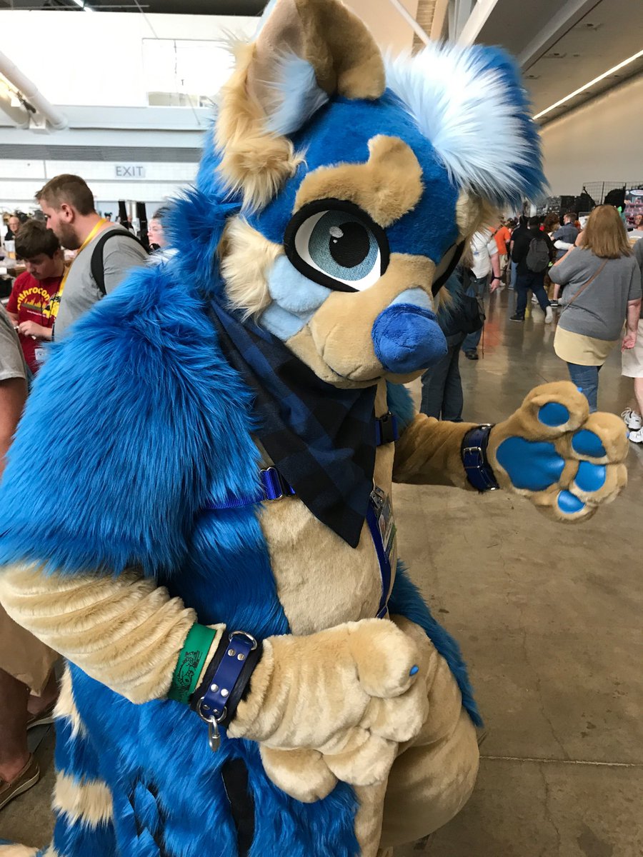 bashscr1pt's tweet photo. Happy Red Panda Day!!! https://t.co/TsCrYjXQGw