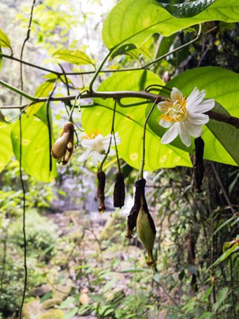 madague85's tweet photo. @RuraliaUrbana @biodiversoscol @biodiversitario @NicolasUrbinaC @hefzimedinao @RodrigoMutis @N_CastelblancoM Y si hablamos de plantas hay especies endémicas como Passiflora gustaviana. O la especie en peligro Passiflora lindeniana.. Podríamos seguir nombrando especies únicas de esta zona. https://t.co/KwIvRg9Xbp
