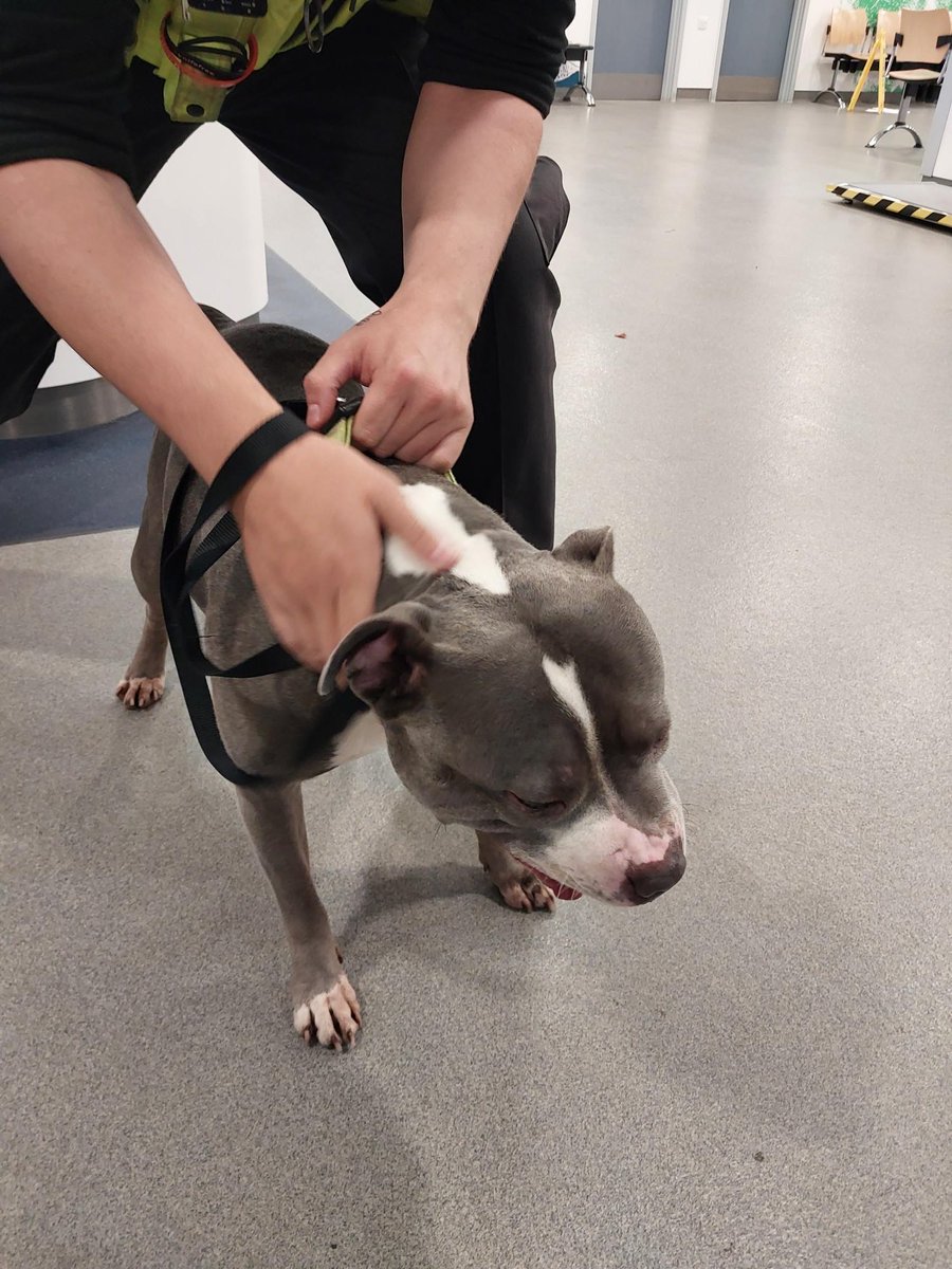 Officers found a Staffordshire Bull Terrier on School Road in Billesley near Yardley Wood Social Club. Very friendly and appears to be a lost pet. The dog has been taken to @willowsvets Veterinary Centre, Highland Road, Shirley, B90 4NH. Please contact if they belong to you!