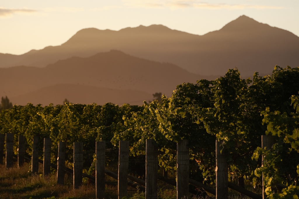 New Zealand's mountain ranges rising up in the distance as we look out over the vineyards are simply magic. Nature's sculptures.