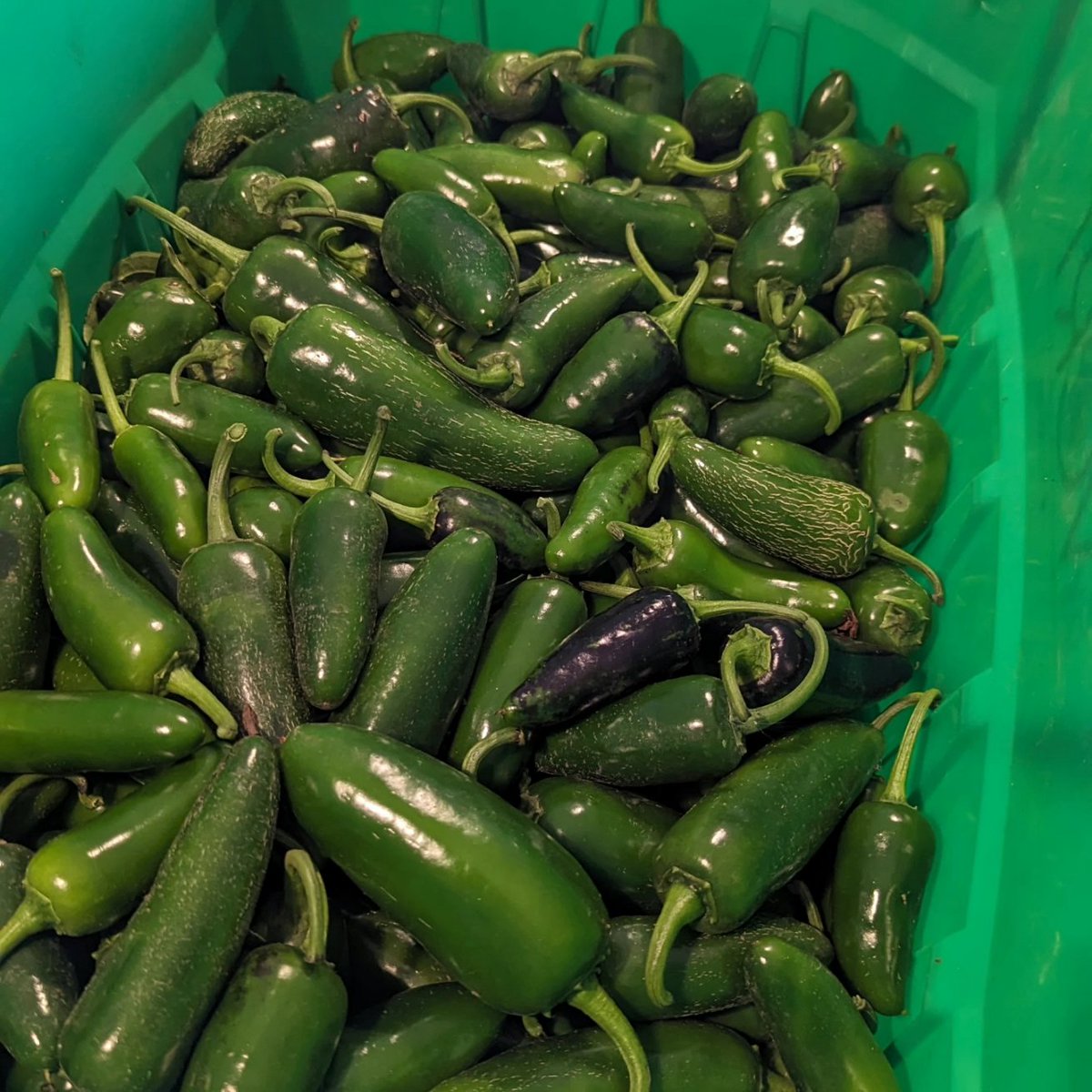 Bokey Blooms Farms tweet media