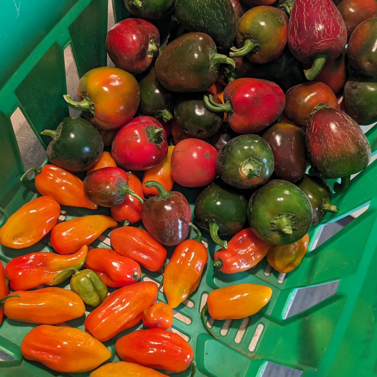 It is harvest time. We grow all the hot peppers that we use in our awesome hot pepper haskap jam. We have had some requests for an extra hot version so we grew some  hotter peppers this year. We are going to do a prototype batch soon. We will let you know how it turns out.