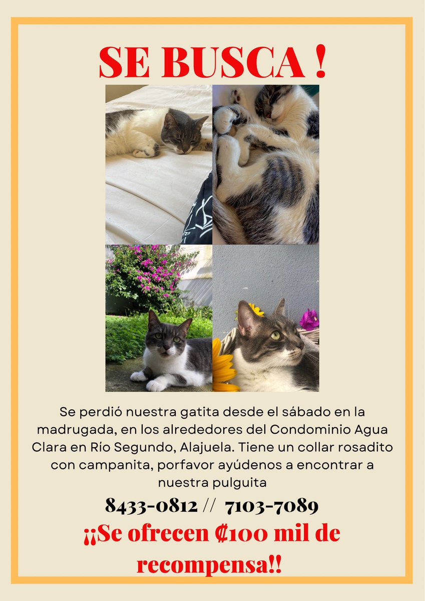 Porfa ayúdenme a encontrar a mi pulguis 😭💔