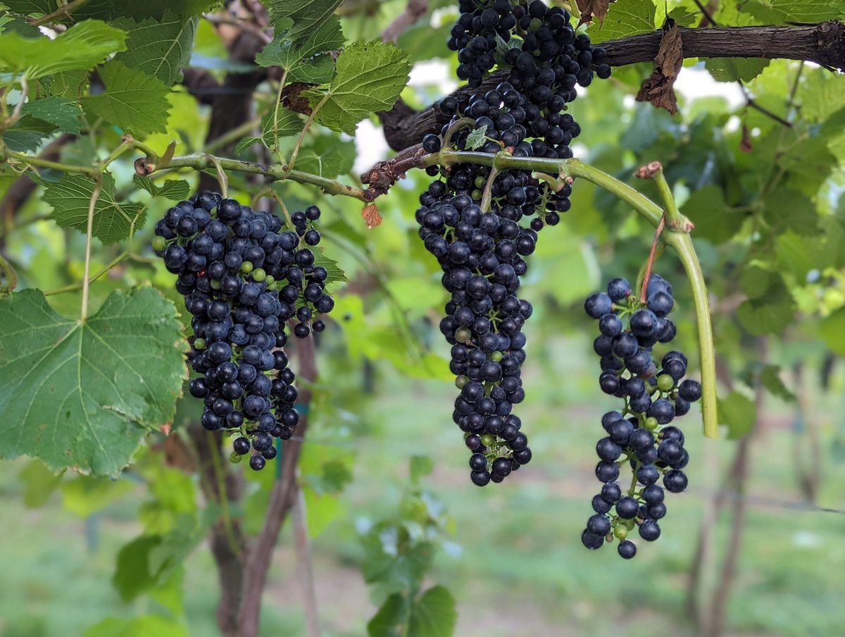 Matthew Elsass tweet media