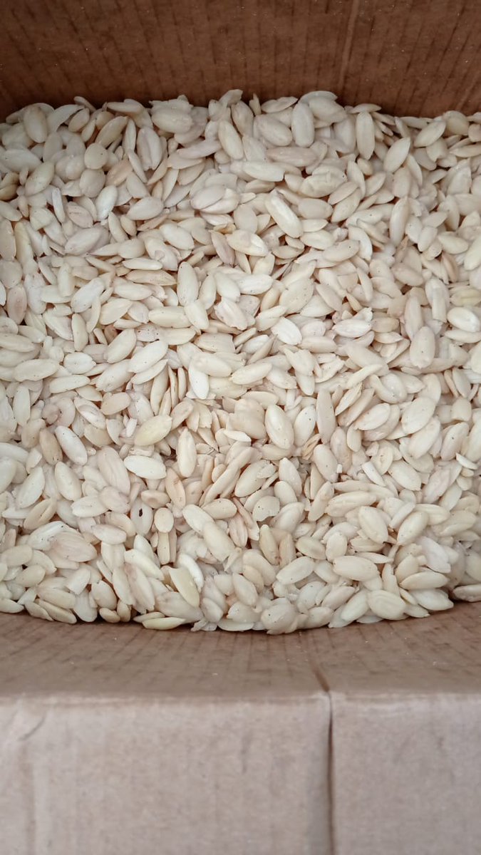 Ini bentuk kacang Kenari Kupas yang masih baru.
Ingin tahu lebih lanjut silahkan wa ke 085216106991.