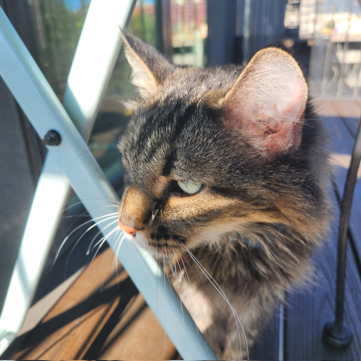 MainemanTron's tweet photo. Enjoying the outdoors. #CatLife #CatLovers #CatsAreFamily #catstagram #CatsOnTwitter https://t.co/1bzlZQRy6a