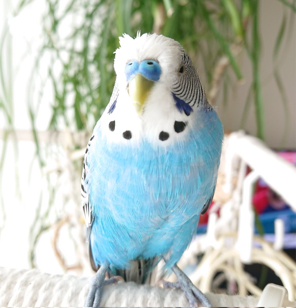 ノンママ tweet media