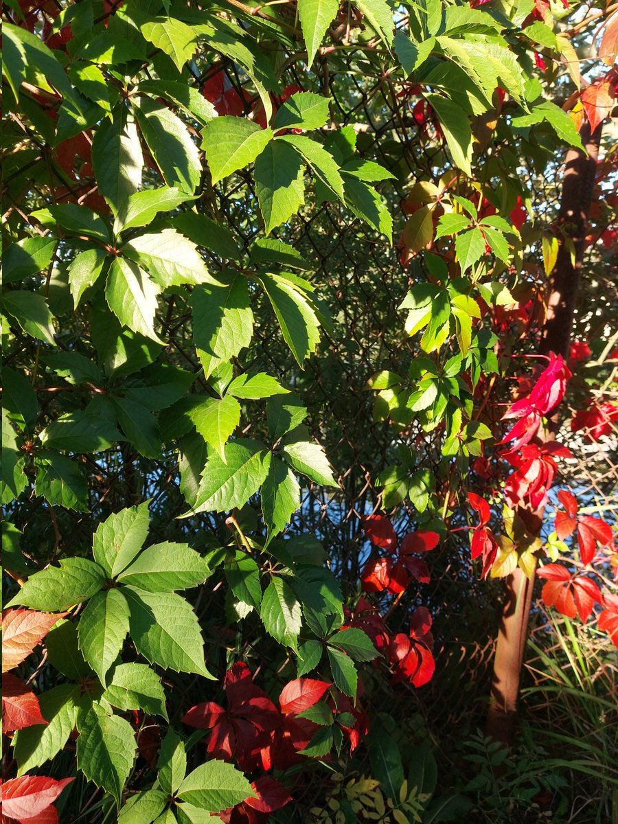 Have a sweet dreams💞
#NFTCommmunity #sweetdreams #GoodNightTwitterWorld #GoodnightEveryone