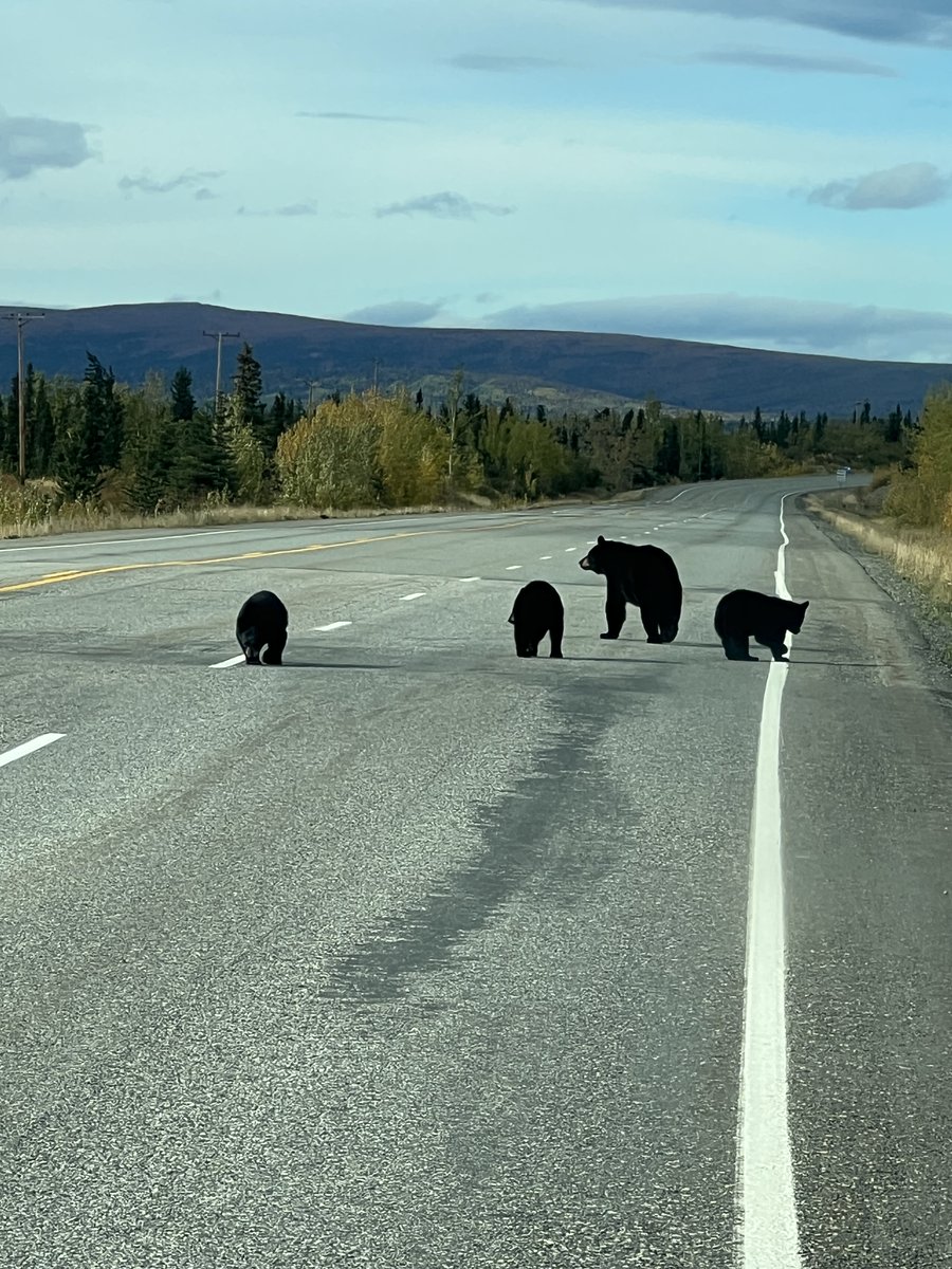 2023 was a summer of black bears in the Denali Park area. This is just south of Healy last week.