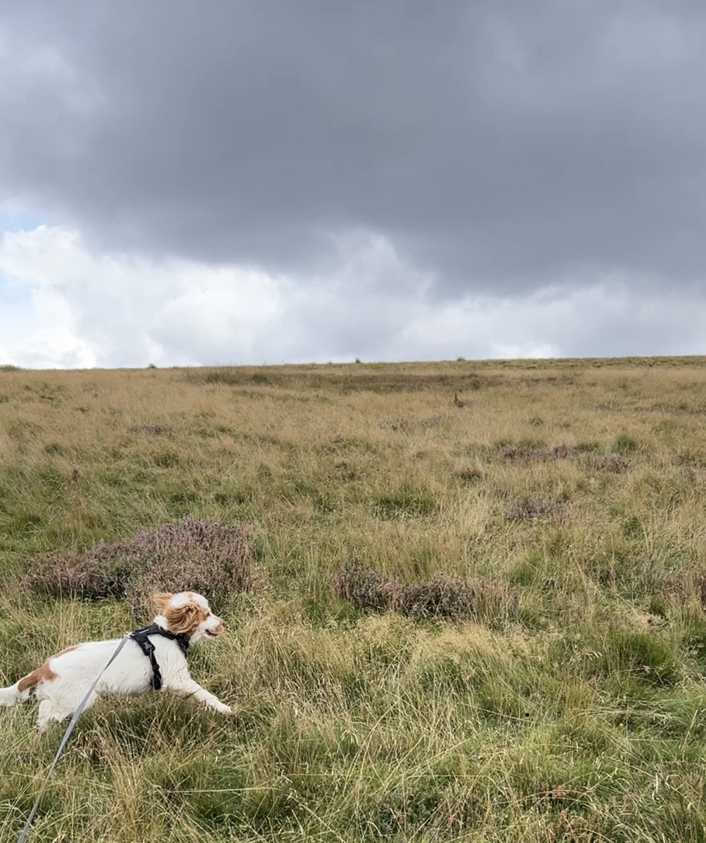 First day on the moors for Daisy at 6 months old , not sure she realised there was a Grouse just in front . Don’t worry she was on the lead as the signs said !
