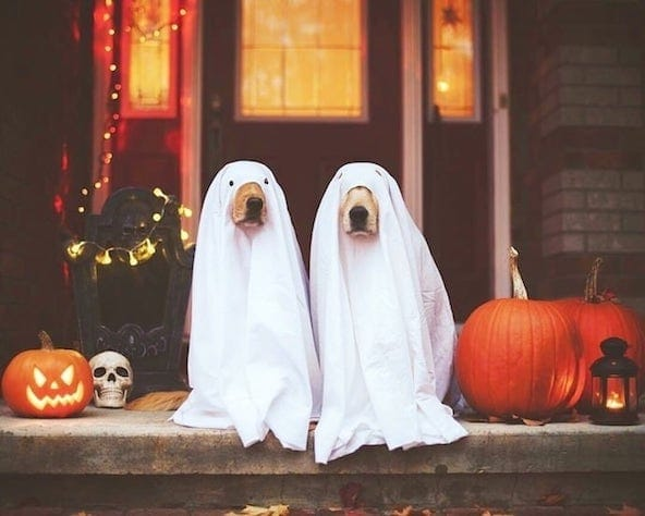 PamelaBaker67's tweet photo. https://t.co/0zbgrO7nKG @ShadowDogDesign #HalloweenBlog #SpookyArtisanHandmadeGoodies #Halloween2023 https://t.co/wKV1mgpPma