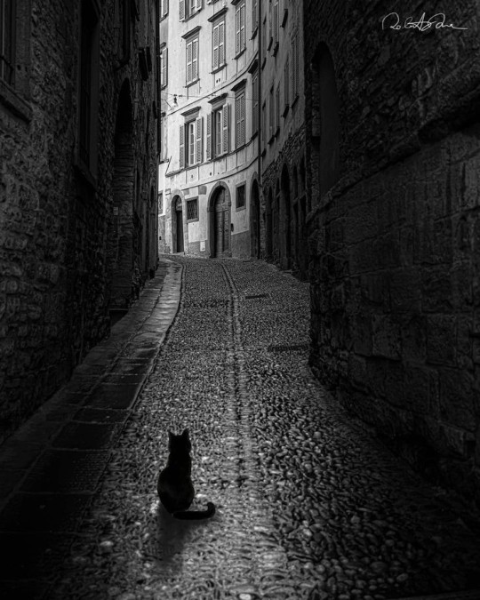 Mr. Mister tweet media