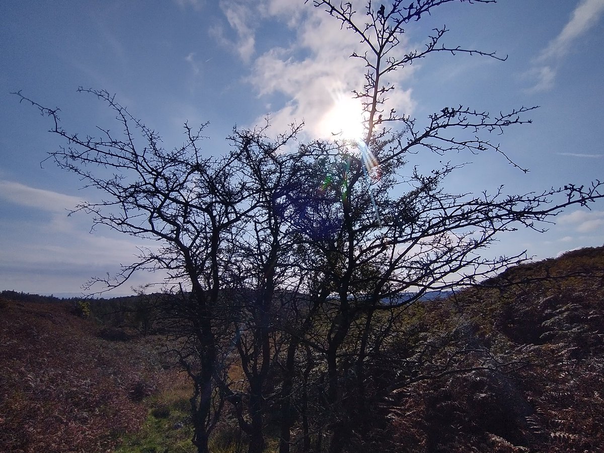 Treebeard_793's tweet photo. #Hawthorn is brilliant for #invertebrates with 149 associated #insect species. The #fruits or haws are hugely important for migratory and wintering birds. As is typical in the UK #uplands there were just a few trees &amp; no young saplings seen #overgrazing #scrub #wildflowerhour https://t.co/nHN7ebCNAd