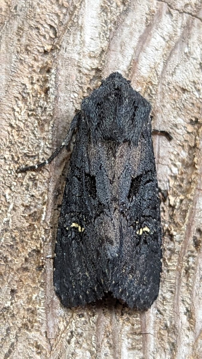 BirdBeards's tweet photo. As quadruple hits go, this one will take some beating. Palpita vitrealis, Clancy's Rustic, Black Rustic and Orange Sallow. Wonderful #moths. #teamoth #mothagezvous #norfolkmoths https://t.co/IzEs8xkK9d