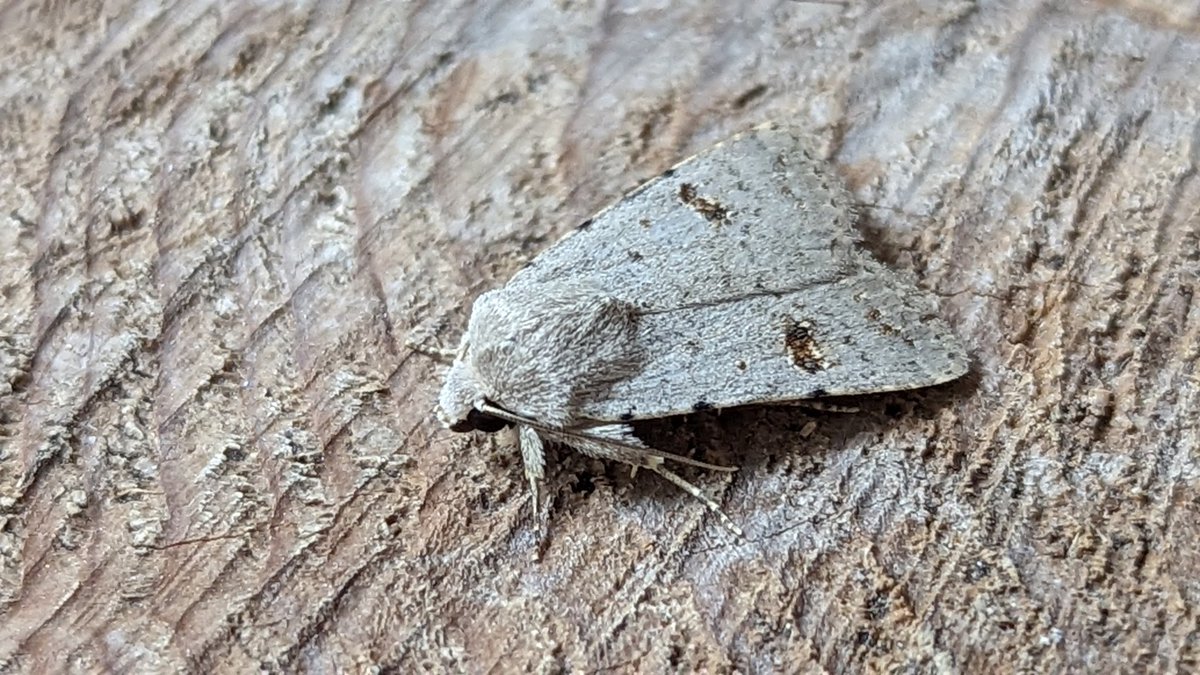BirdBeards's tweet photo. As quadruple hits go, this one will take some beating. Palpita vitrealis, Clancy's Rustic, Black Rustic and Orange Sallow. Wonderful #moths. #teamoth #mothagezvous #norfolkmoths https://t.co/IzEs8xkK9d