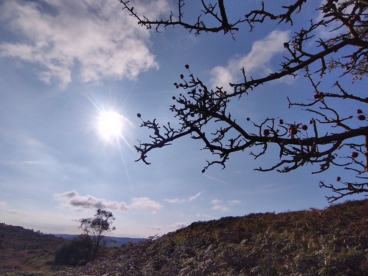 Treebeard_793's tweet photo. #Hawthorn is brilliant for #invertebrates with 149 associated #insect species. The #fruits or haws are hugely important for migratory and wintering birds. As is typical in the UK #uplands there were just a few trees &amp; no young saplings seen #overgrazing #scrub #wildflowerhour https://t.co/nHN7ebCNAd