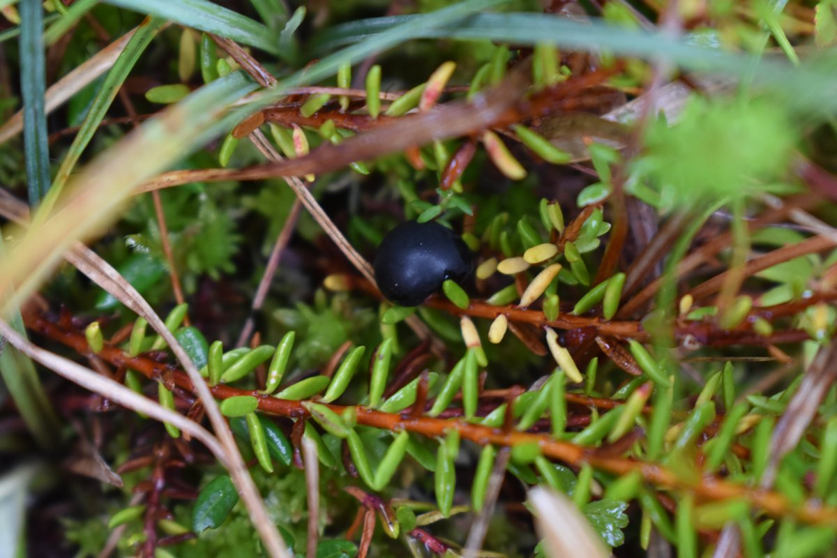 Vaccinium oxycoccos (Cranberry) and Empetrum nigrum (Crowberry) for this weeks @wildflower_hour #fruits challenge. Fabulous little bog dwellers! @BSBIbotany @BSBI_Ireland